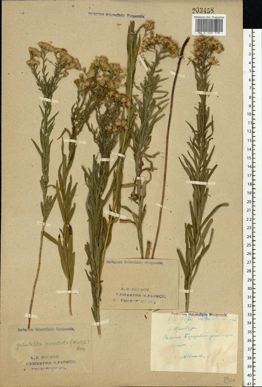 Galatella sedifolia subsp. sedifolia, Eastern Europe, Eastern region (E10) (Russia)