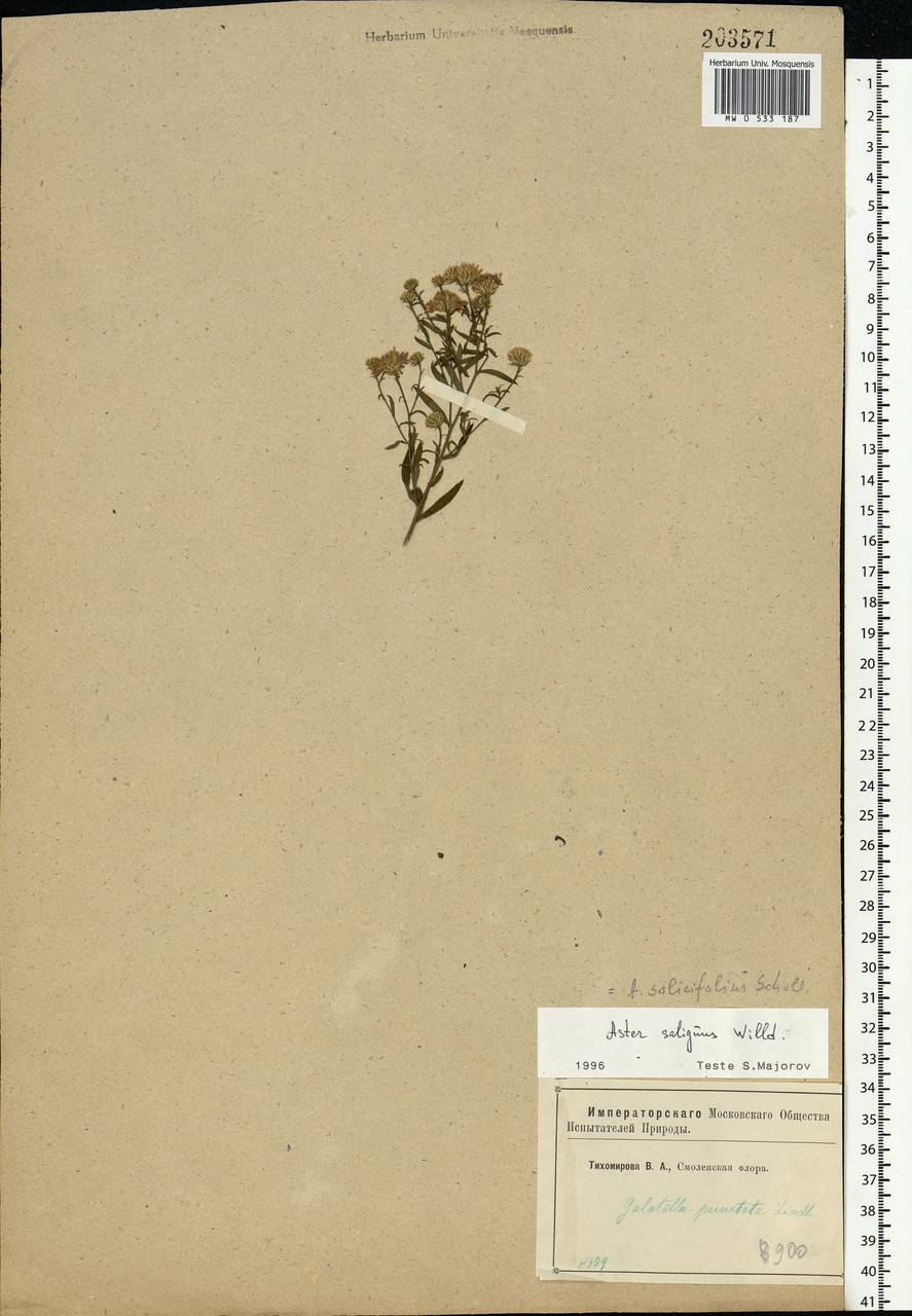 Symphyotrichum ×salignum (Willd.) G. L. Nesom, Eastern Europe, Western region (E3) (Russia)