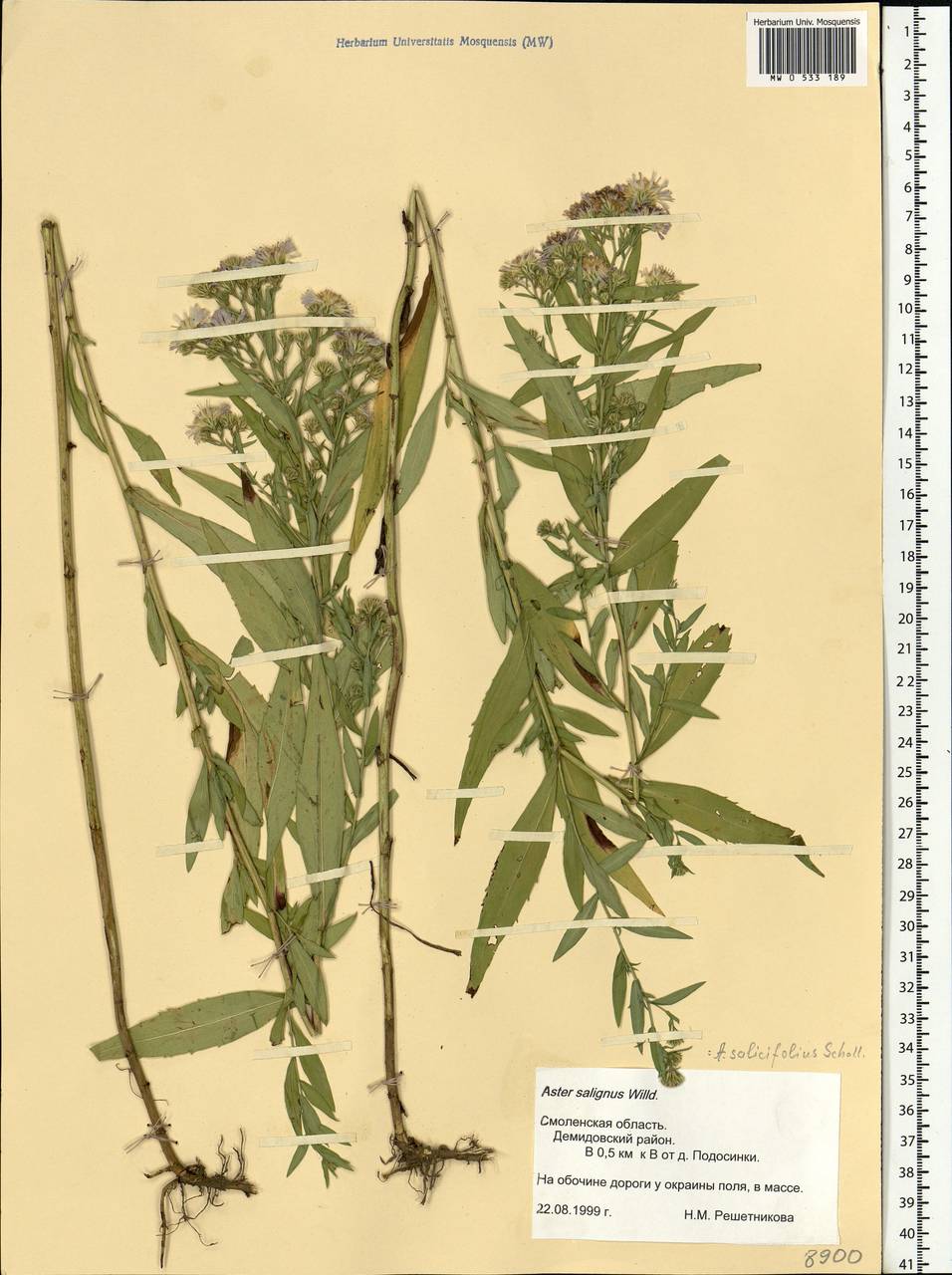 Symphyotrichum ×salignum (Willd.) G. L. Nesom, Eastern Europe, Western region (E3) (Russia)