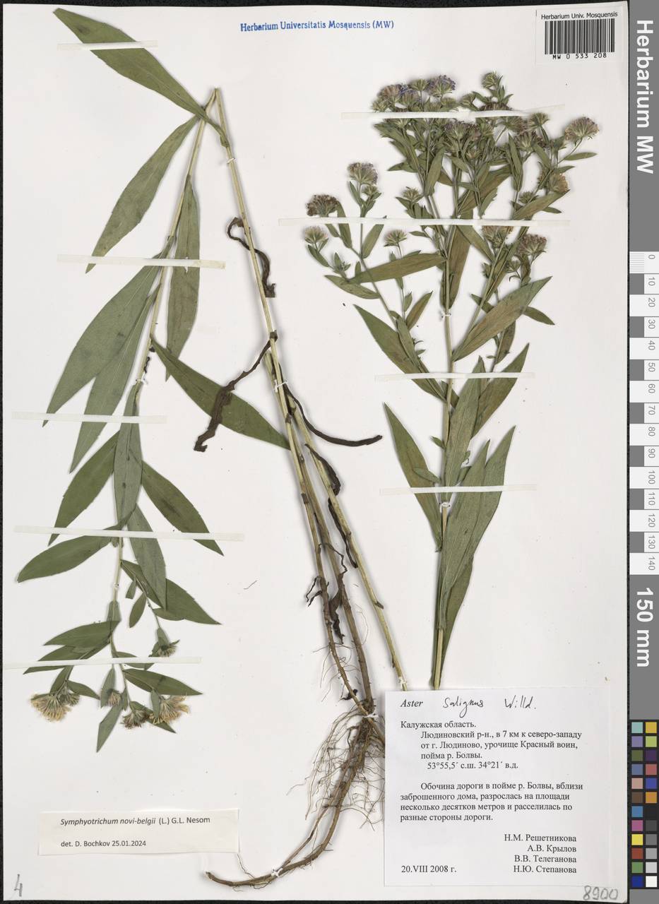 Symphyotrichum novi-belgii (L.) G. L. Nesom, Eastern Europe, Central region (E4) (Russia)