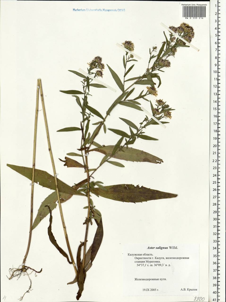 Symphyotrichum ×salignum (Willd.) G. L. Nesom, Eastern Europe, Central region (E4) (Russia)