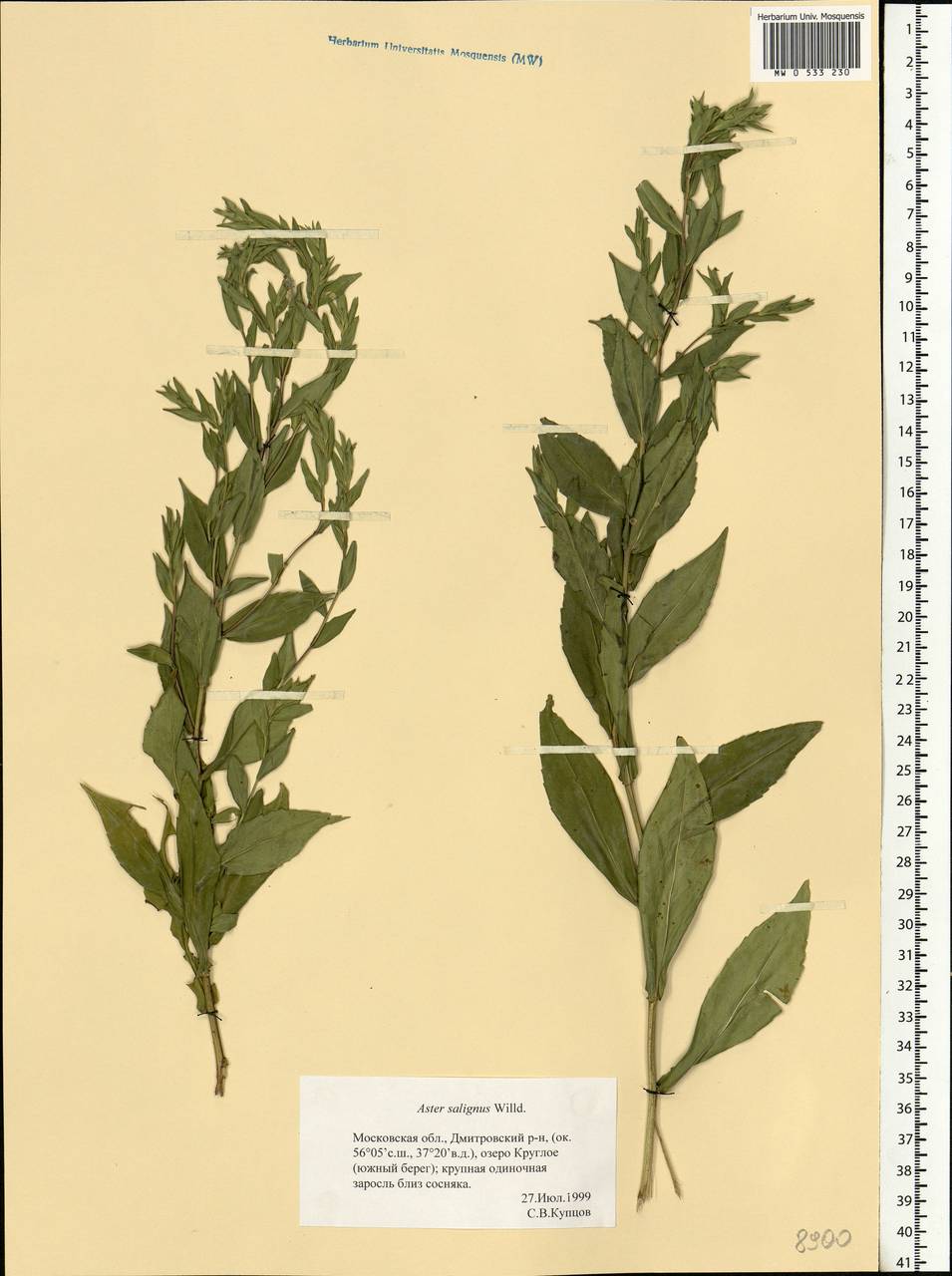 Symphyotrichum ×salignum (Willd.) G. L. Nesom, Eastern Europe, Moscow region (E4a) (Russia)