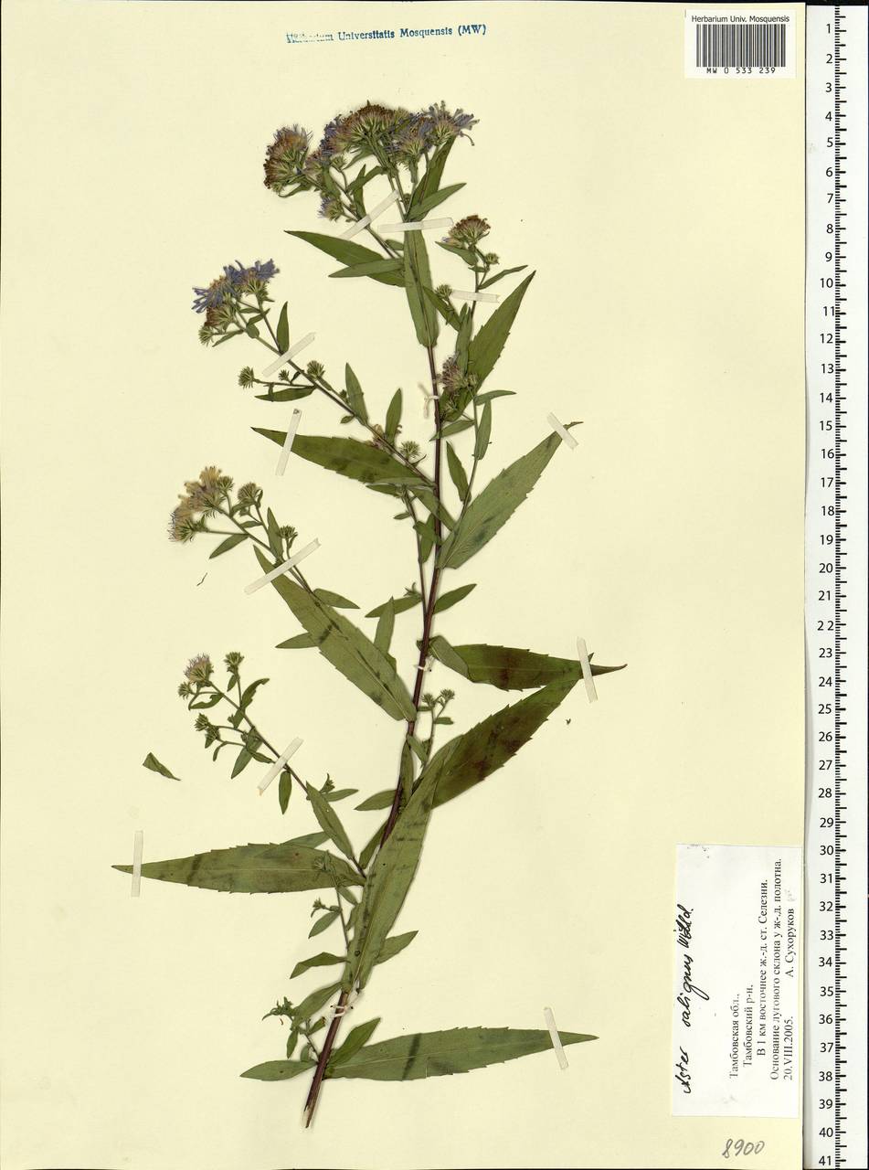 Symphyotrichum ×salignum (Willd.) G. L. Nesom, Eastern Europe, Central forest-and-steppe region (E6) (Russia)