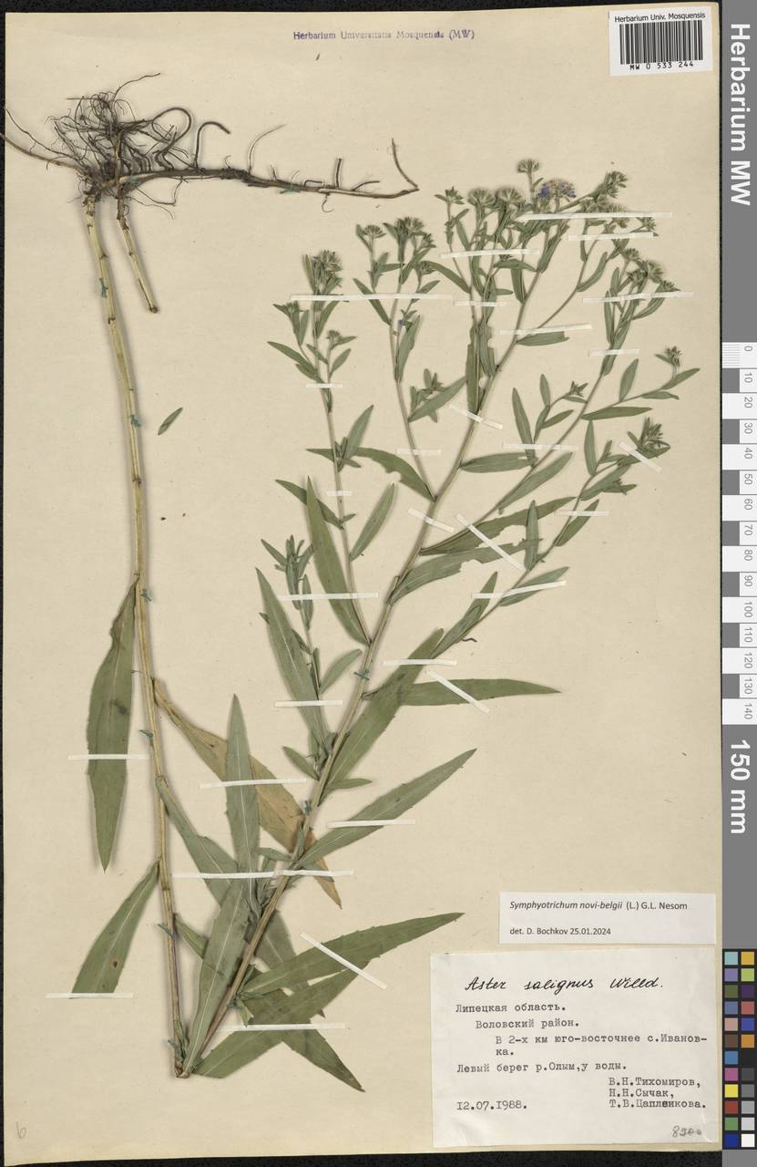 Symphyotrichum novi-belgii (L.) G. L. Nesom, Eastern Europe, Central forest-and-steppe region (E6) (Russia)