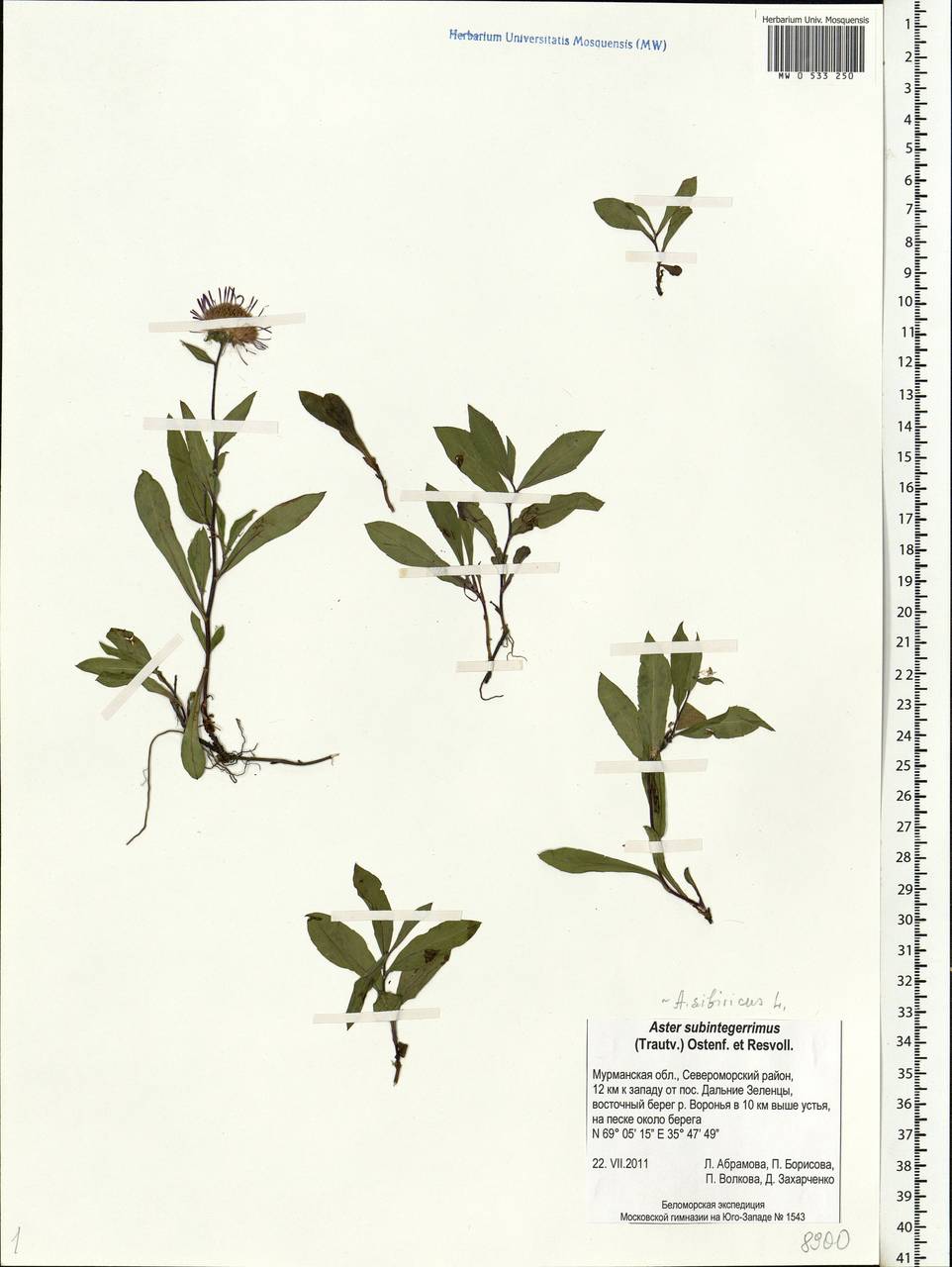 Eurybia sibirica subsp. sibirica, Eastern Europe, Northern region (E1) (Russia)