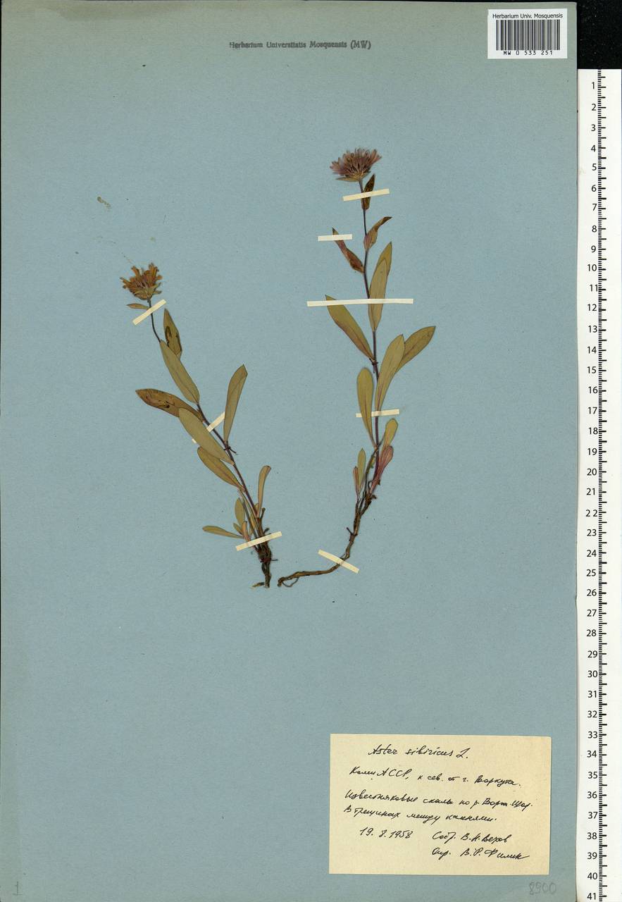 Eurybia sibirica subsp. sibirica, Eastern Europe, Northern region (E1) (Russia)