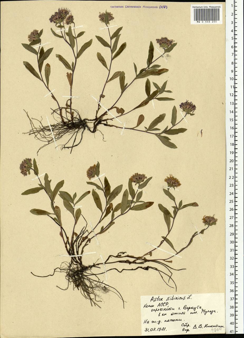 Eurybia sibirica subsp. sibirica, Eastern Europe, Northern region (E1) (Russia)