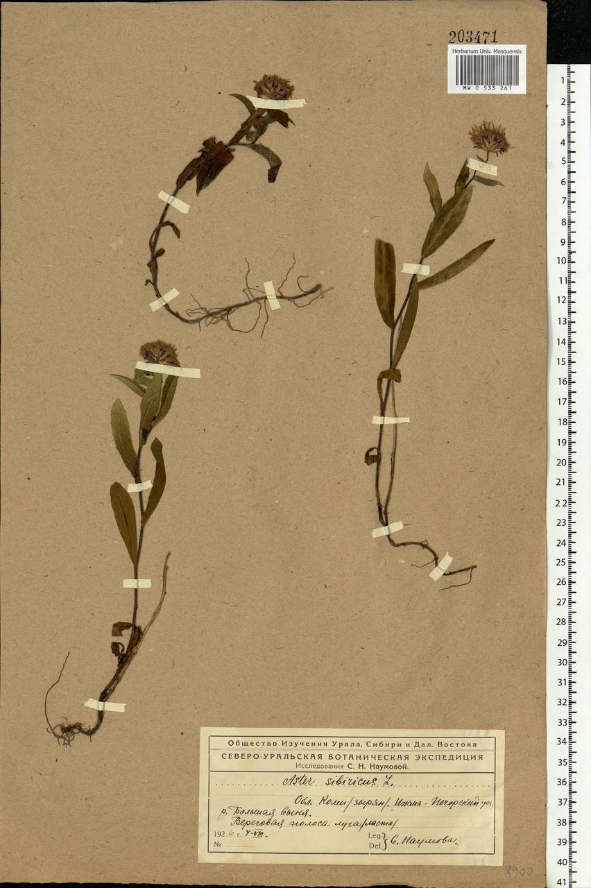 Eurybia sibirica subsp. sibirica, Eastern Europe, Northern region (E1) (Russia)