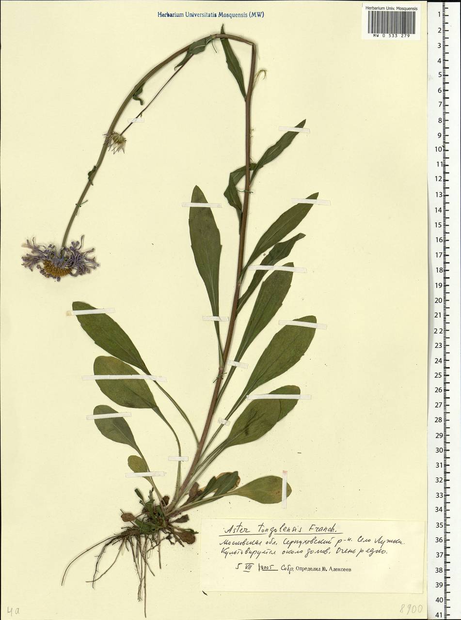 Aster tongolensis Franch., Eastern Europe, Moscow region (E4a) (Russia)