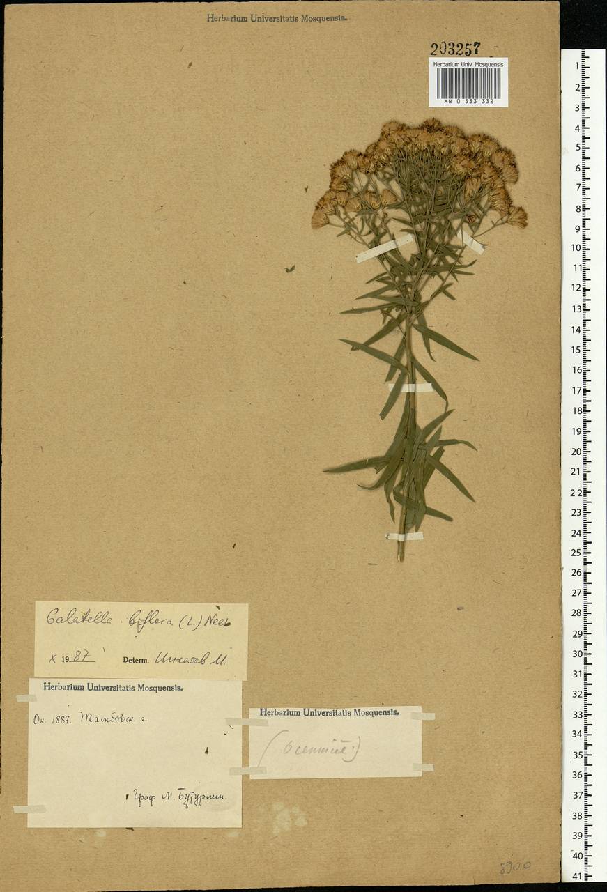 Galatella biflora (L.) Nees, Eastern Europe, Central forest-and-steppe region (E6) (Russia)