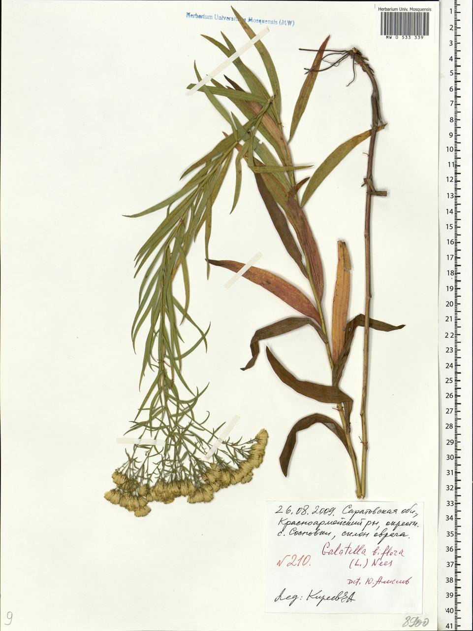 Galatella biflora (L.) Nees, Eastern Europe, Lower Volga region (E9) (Russia)