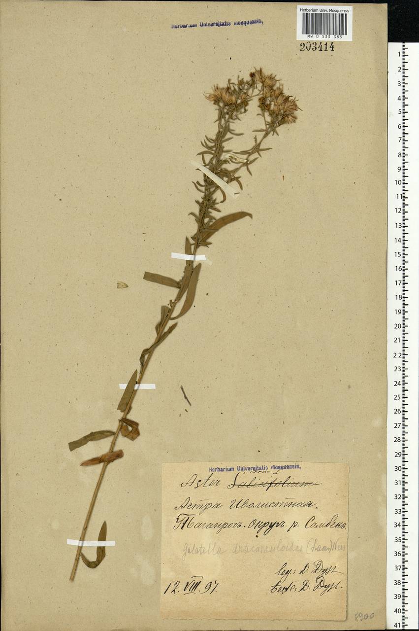 Galatella sedifolia subsp. dracunculoides (Lam.) Greuter, Eastern Europe, Rostov Oblast (E12a) (Russia)