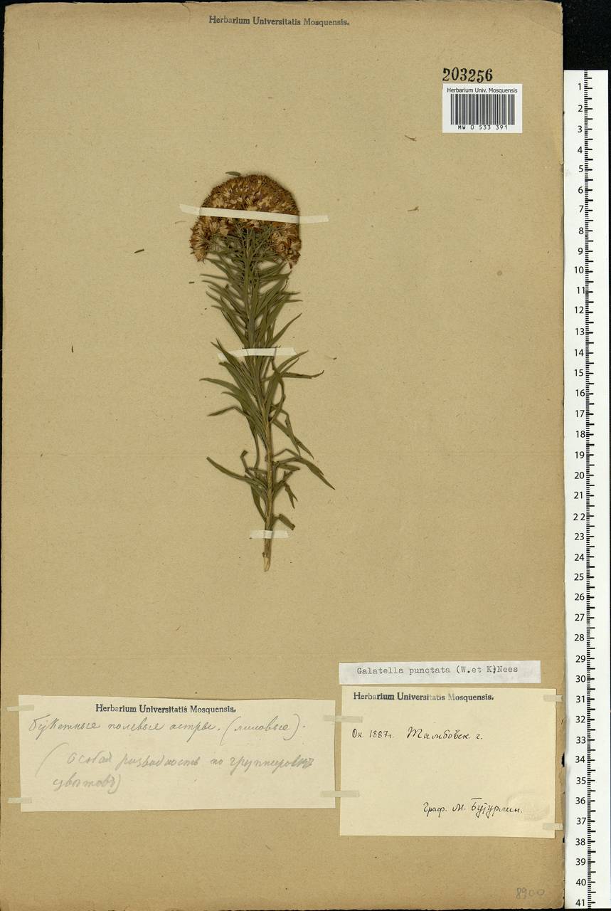 Galatella sedifolia subsp. sedifolia, Eastern Europe, Central forest-and-steppe region (E6) (Russia)