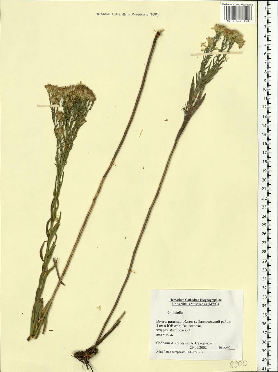 Galatella, Eastern Europe, Lower Volga region (E9) (Russia)