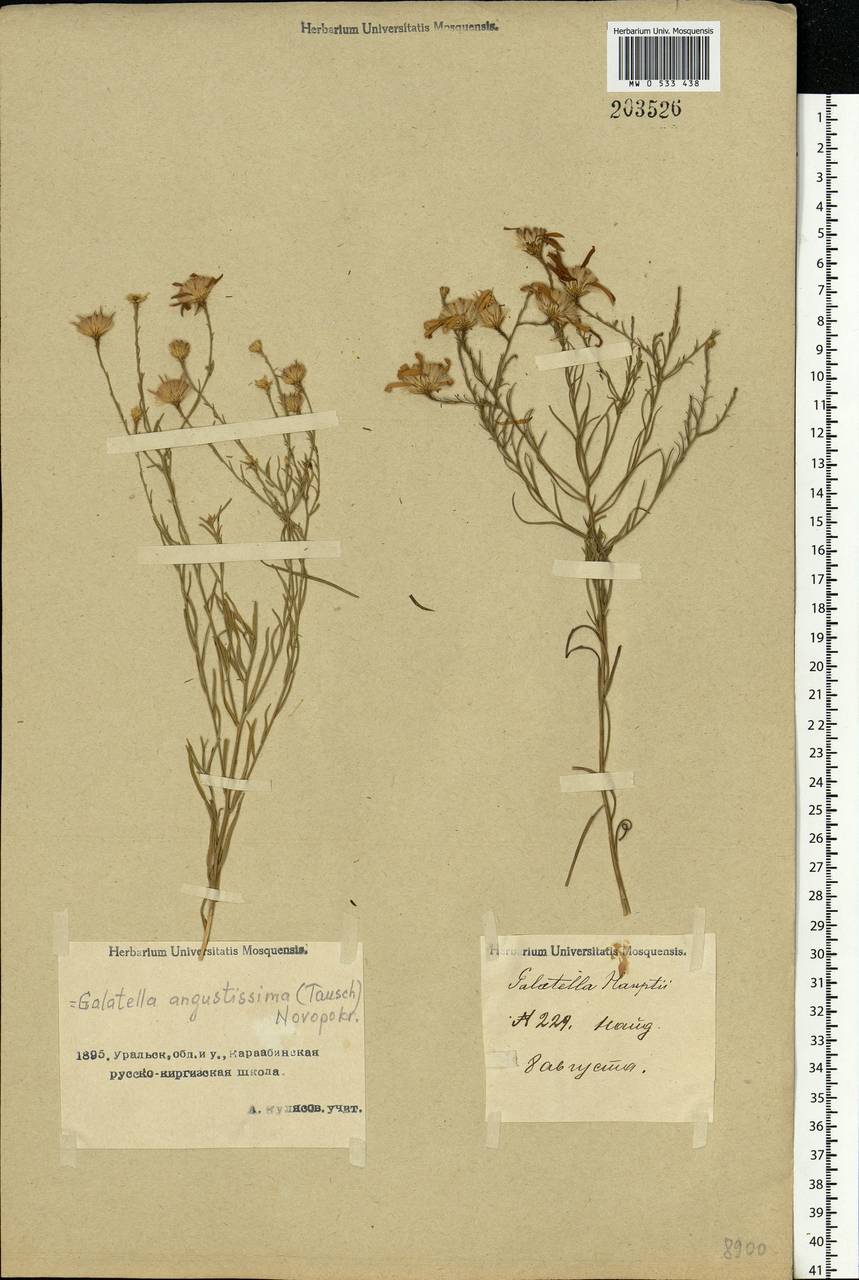 Galatella angustissima (Tausch) Novopokr., Middle Asia, Caspian Ustyurt & Northern Aralia (M8) (Kazakhstan)
