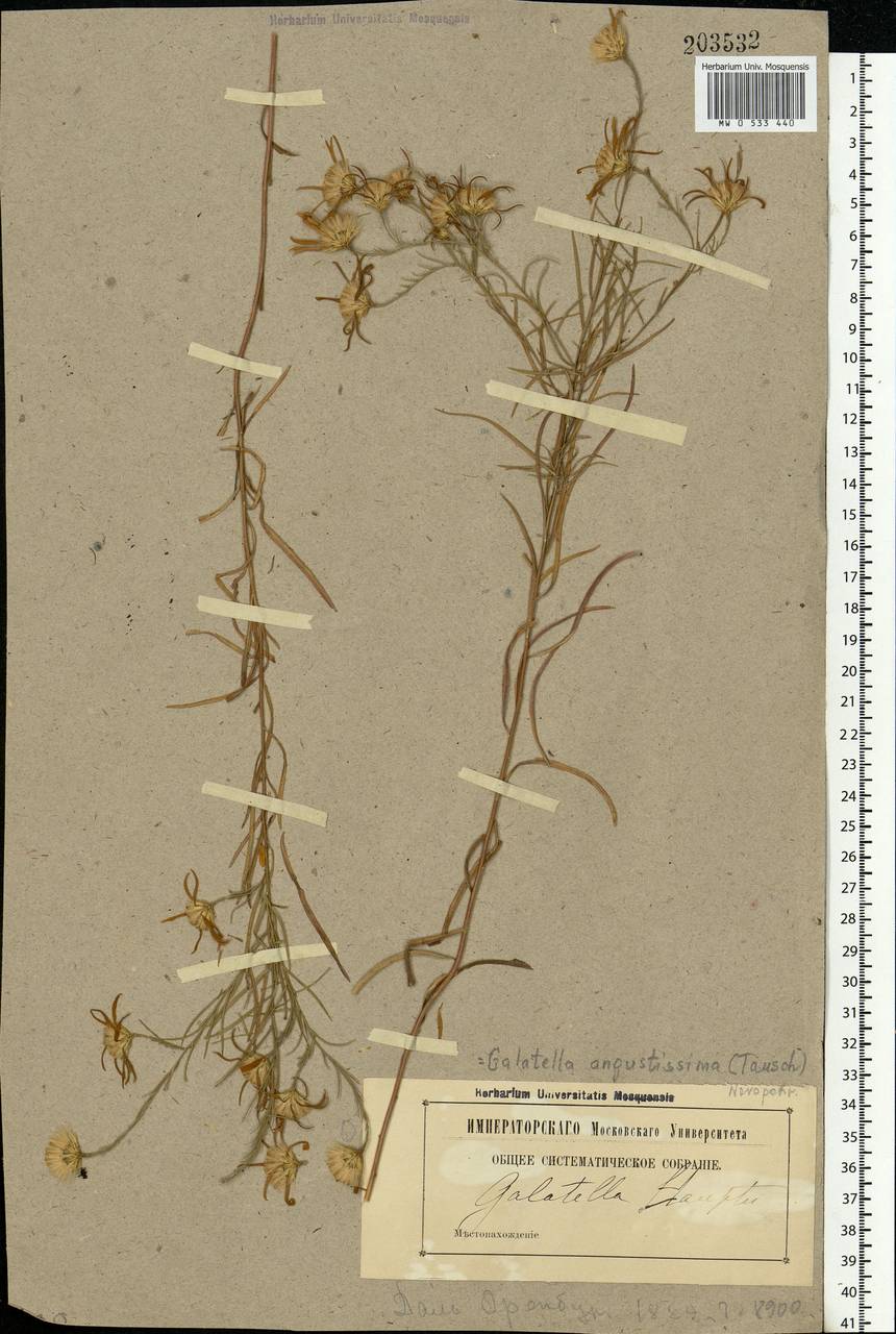 Galatella angustissima (Tausch) Novopokr., Eastern Europe, Eastern region (E10) (Russia)