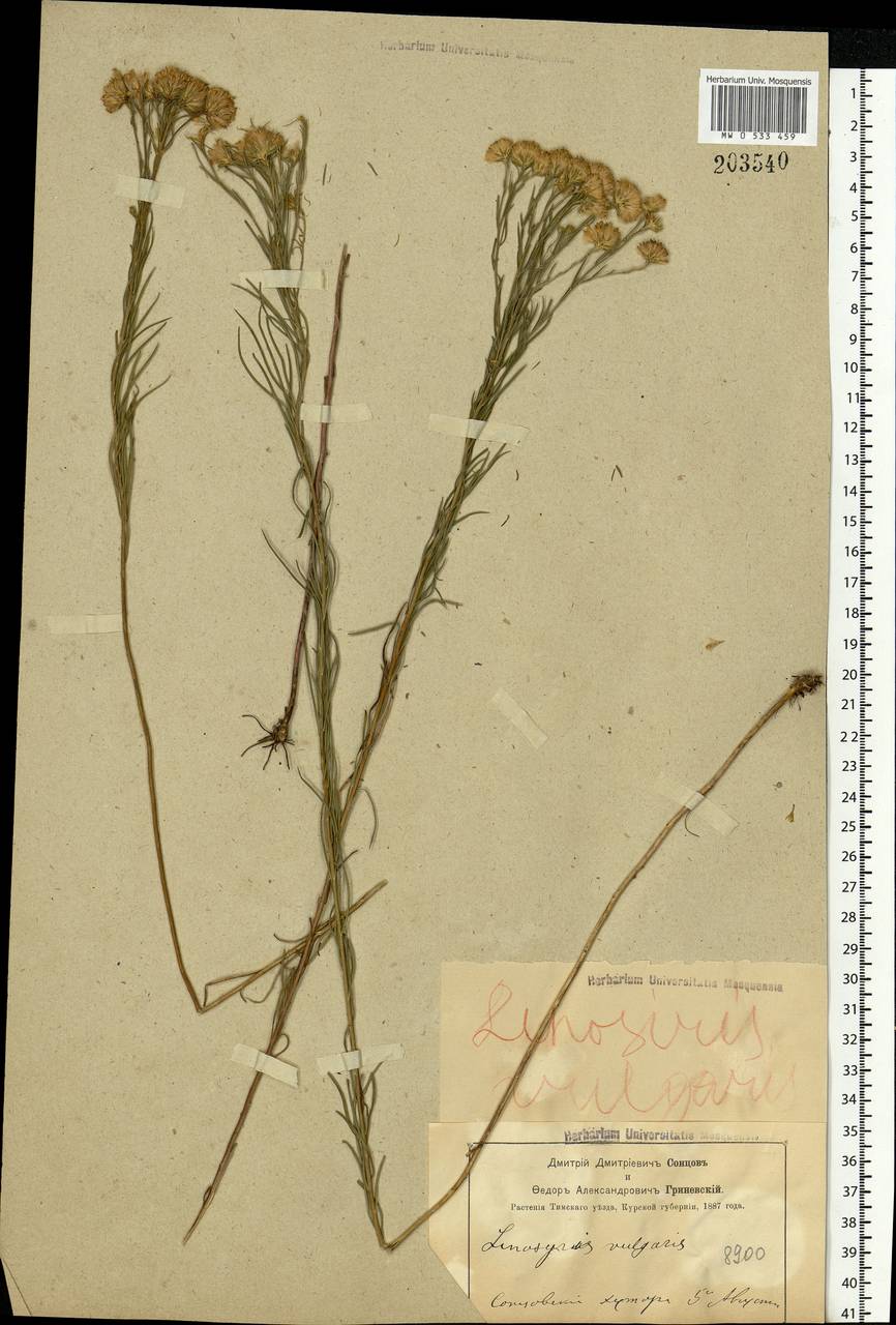 Galatella linosyris (L.) Rchb. fil., Eastern Europe, Central forest-and-steppe region (E6) (Russia)