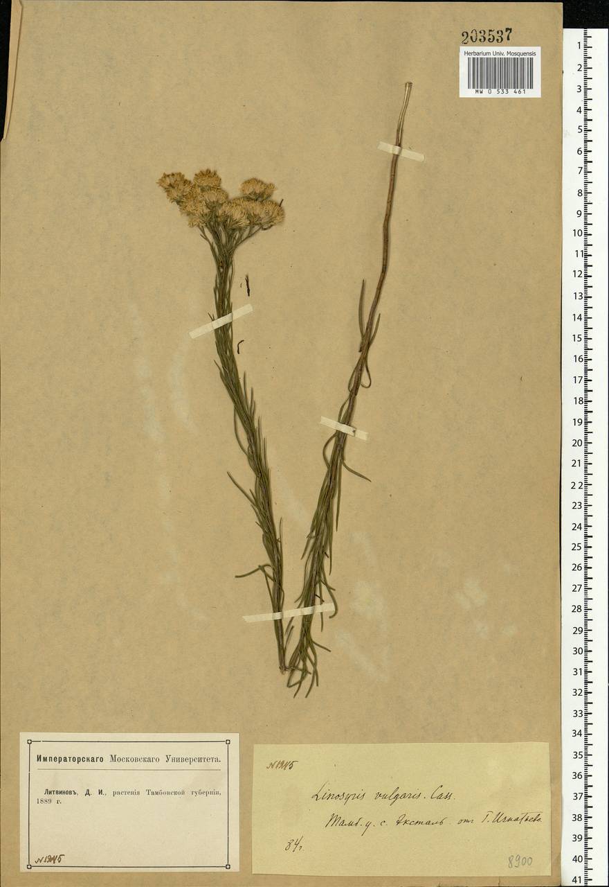 Galatella linosyris (L.) Rchb. fil., Eastern Europe, Central forest-and-steppe region (E6) (Russia)