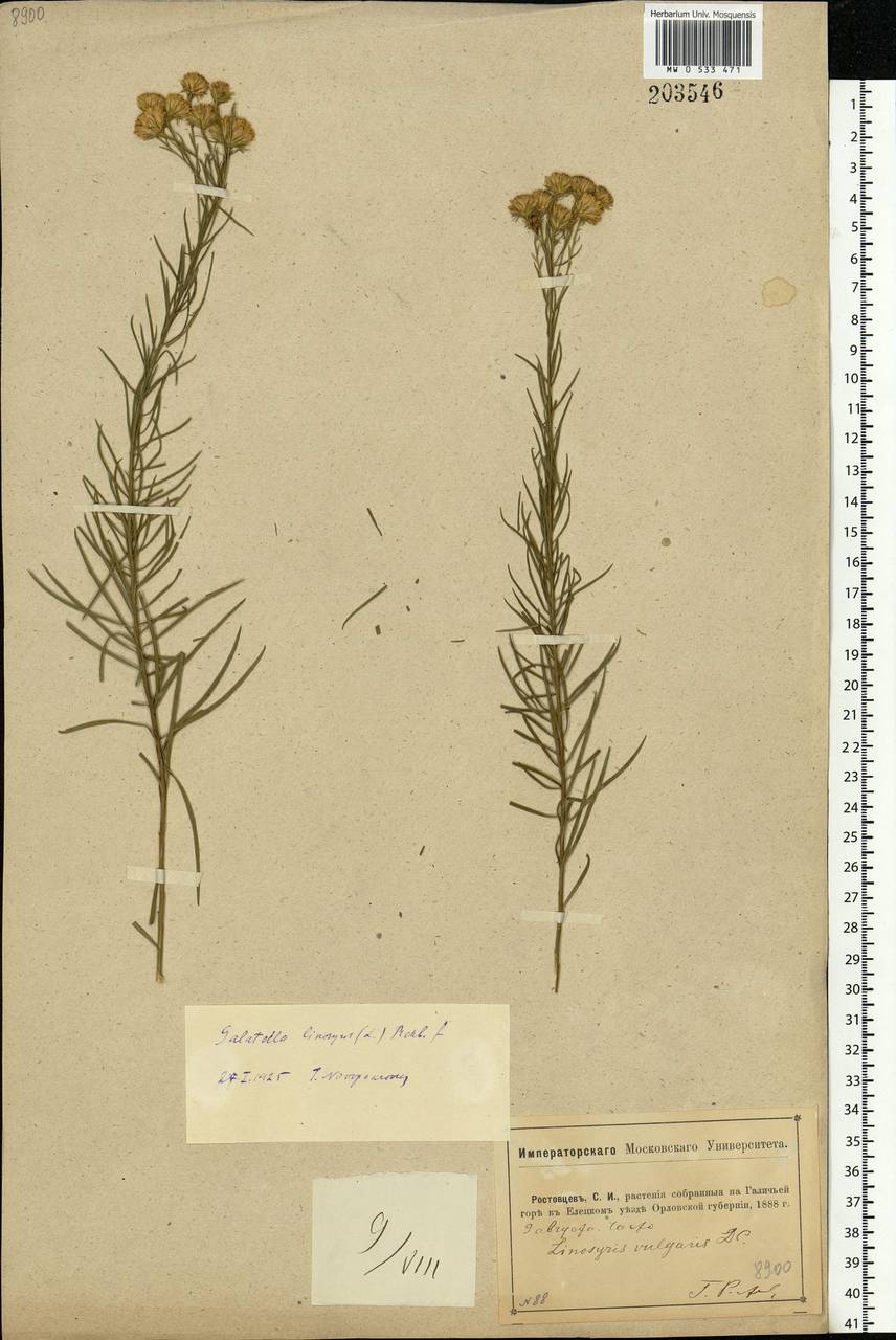 Galatella linosyris (L.) Rchb. fil., Eastern Europe, Central forest-and-steppe region (E6) (Russia)