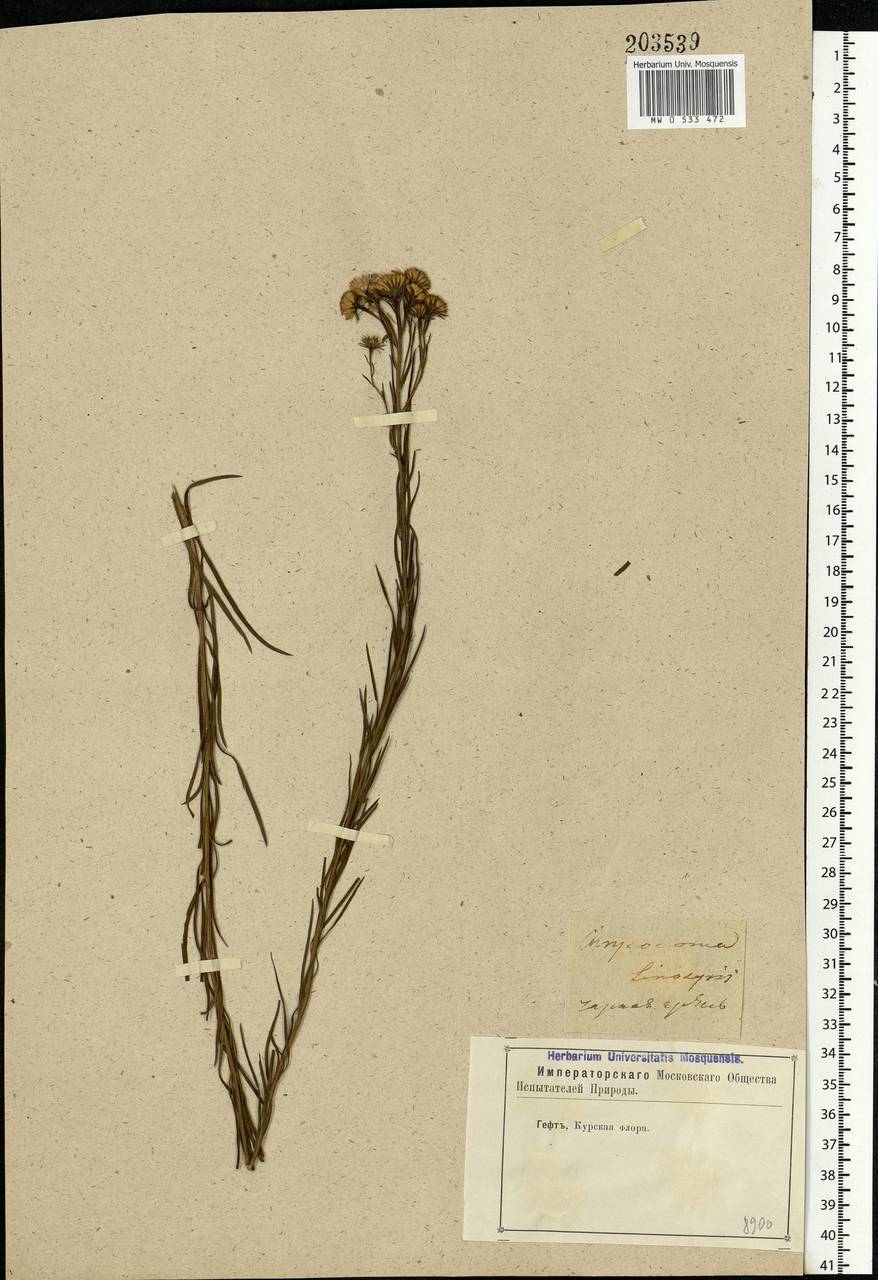 Galatella linosyris (L.) Rchb. fil., Eastern Europe, Central forest-and-steppe region (E6) (Russia)