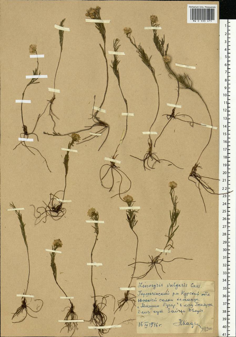 Galatella linosyris (L.) Rchb. fil., Eastern Europe, Central forest-and-steppe region (E6) (Russia)