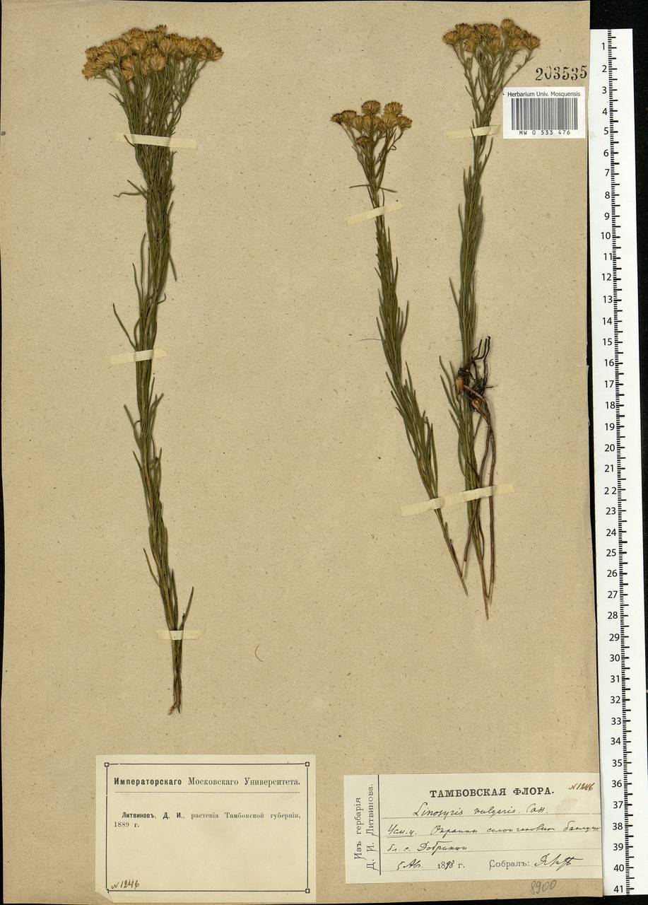 Galatella linosyris (L.) Rchb. fil., Eastern Europe, Central forest-and-steppe region (E6) (Russia)
