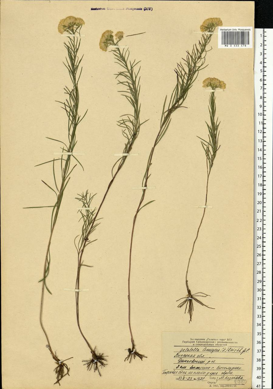 Galatella linosyris (L.) Rchb. fil., Eastern Europe, Central forest-and-steppe region (E6) (Russia)