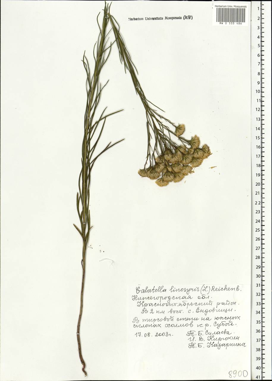 Galatella linosyris (L.) Rchb. fil., Eastern Europe, Volga-Kama region (E7) (Russia)