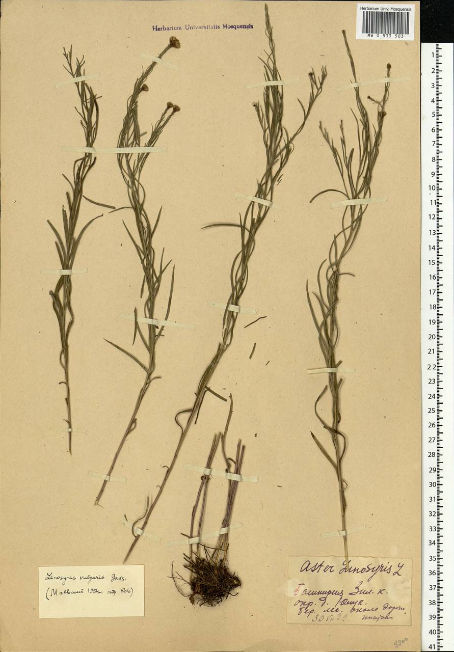 Galatella linosyris (L.) Rchb. fil., Eastern Europe, Eastern region (E10) (Russia)