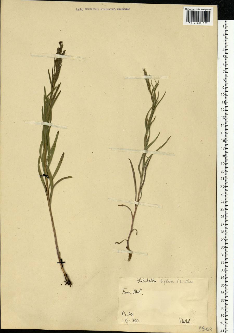 Galatella biflora (L.) Nees, Eastern Europe, Eastern region (E10) (Russia)