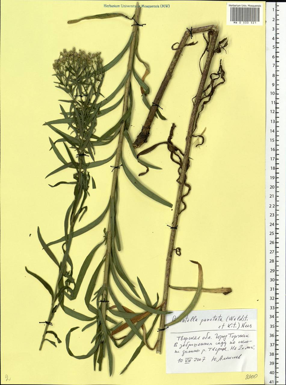 Galatella sedifolia subsp. sedifolia, Eastern Europe, North-Western region (E2) (Russia)