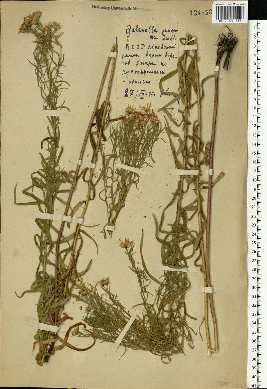 Galatella sedifolia subsp. sedifolia, Eastern Europe, Belarus (E3a) (Belarus)