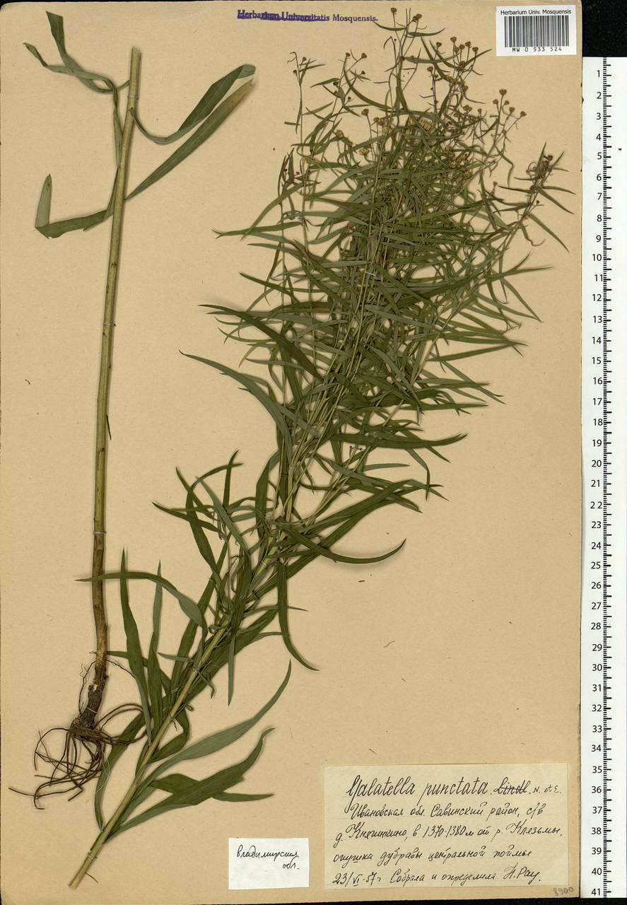 Galatella sedifolia subsp. sedifolia, Eastern Europe, Central region (E4) (Russia)