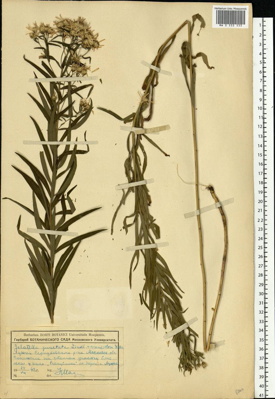 Galatella sedifolia subsp. sedifolia, Eastern Europe, Moscow region (E4a) (Russia)