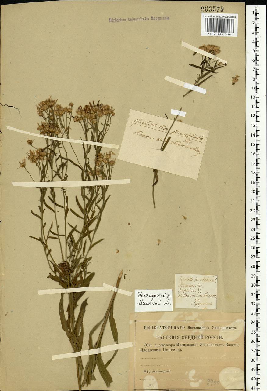 Galatella sedifolia subsp. sedifolia, Eastern Europe, Central forest-and-steppe region (E6) (Russia)