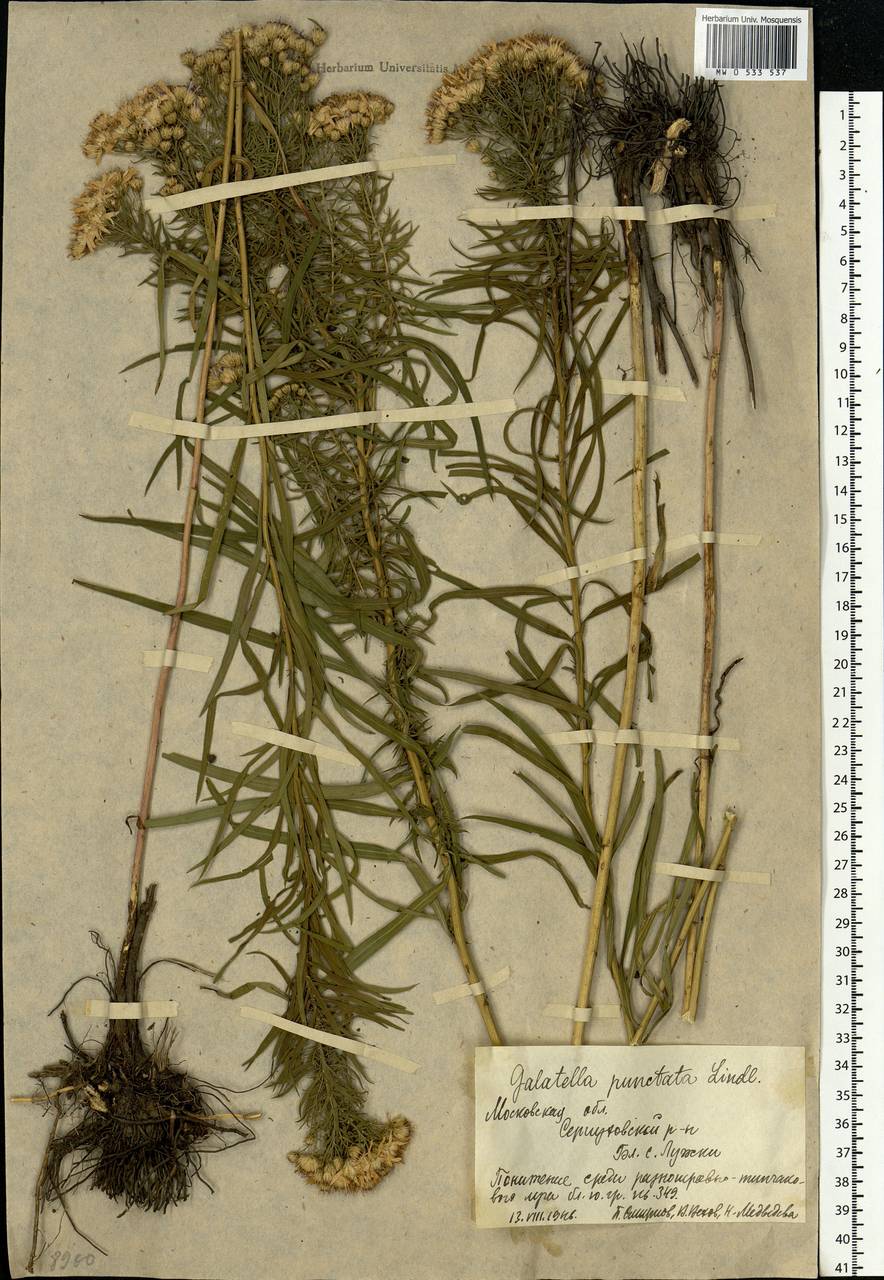 Galatella sedifolia subsp. sedifolia, Eastern Europe, Moscow region (E4a) (Russia)