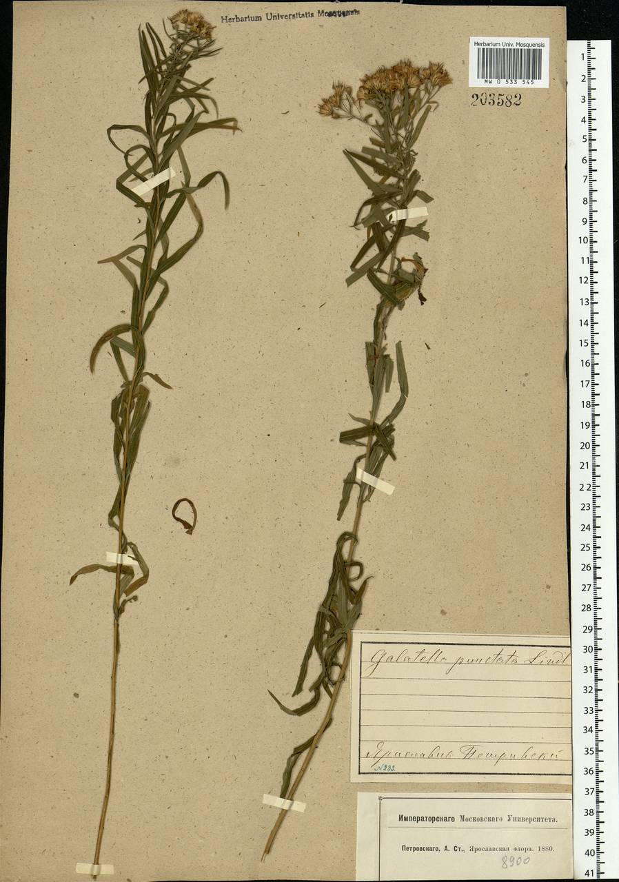 Galatella sedifolia subsp. sedifolia, Eastern Europe, Central forest region (E5) (Russia)