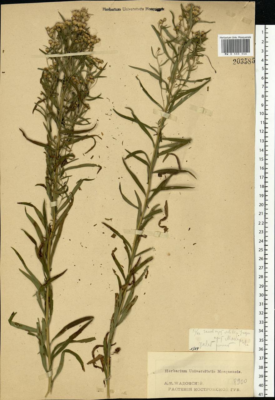 Galatella sedifolia subsp. sedifolia, Eastern Europe, Central forest region (E5) (Russia)