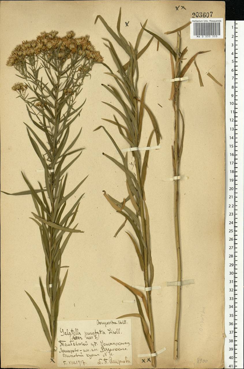 Galatella sedifolia subsp. sedifolia, Eastern Europe, Central forest-and-steppe region (E6) (Russia)