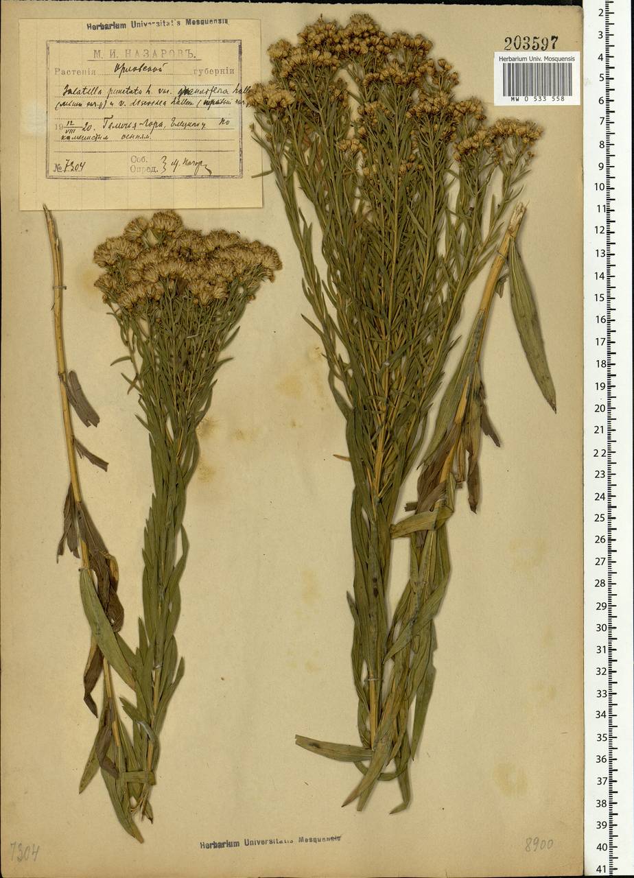 Galatella sedifolia subsp. sedifolia, Eastern Europe, Central forest-and-steppe region (E6) (Russia)