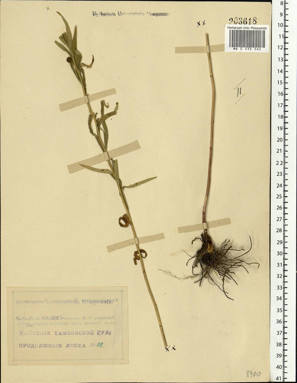 Galatella sedifolia subsp. sedifolia, Eastern Europe, Central forest-and-steppe region (E6) (Russia)