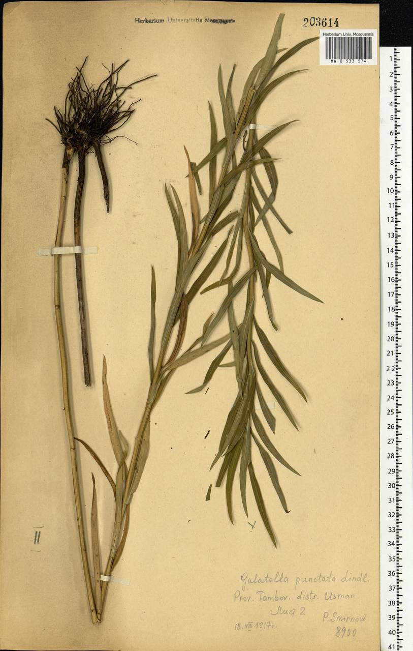 Galatella sedifolia subsp. sedifolia, Eastern Europe, Central forest-and-steppe region (E6) (Russia)