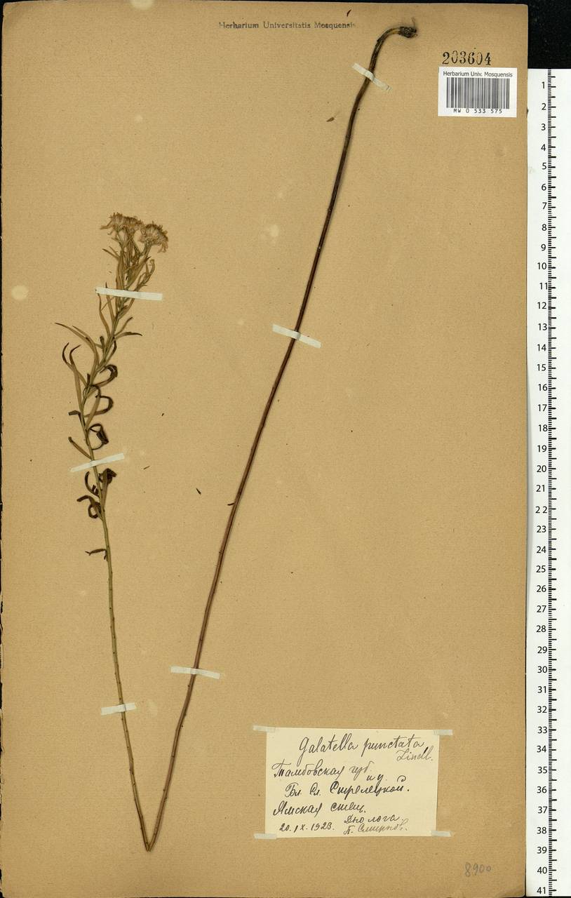 Galatella sedifolia subsp. sedifolia, Eastern Europe, Central forest-and-steppe region (E6) (Russia)
