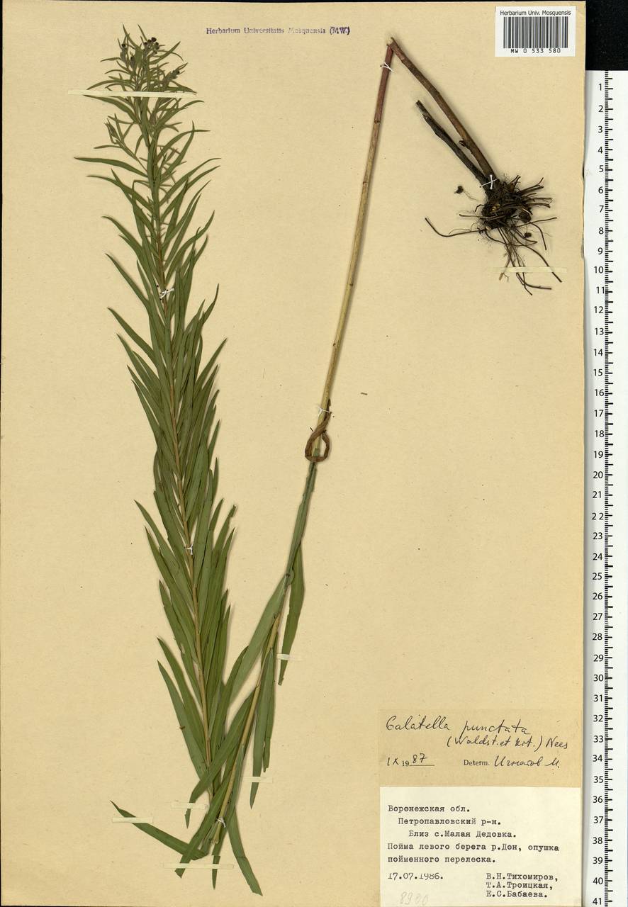 Galatella sedifolia subsp. sedifolia, Eastern Europe, Central forest-and-steppe region (E6) (Russia)