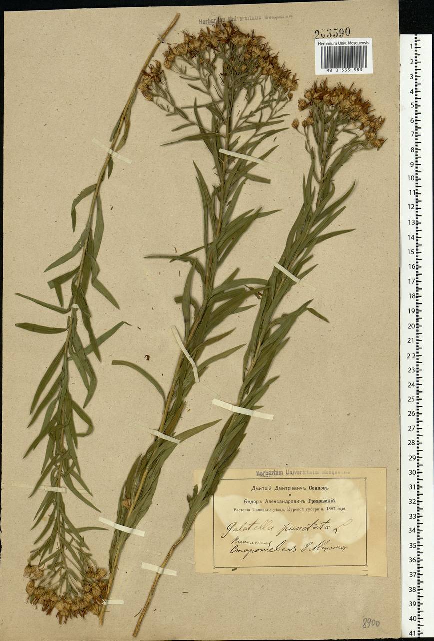 Galatella sedifolia subsp. sedifolia, Eastern Europe, Central forest-and-steppe region (E6) (Russia)