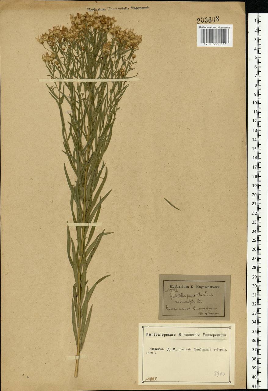 Galatella sedifolia subsp. sedifolia, Eastern Europe, Central forest-and-steppe region (E6) (Russia)