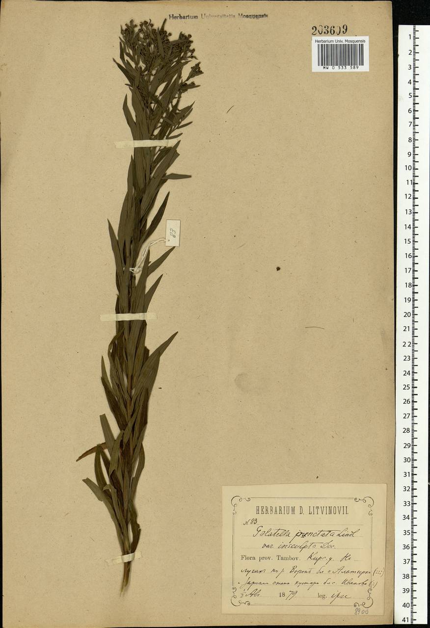 Galatella sedifolia subsp. sedifolia, Eastern Europe, Central forest-and-steppe region (E6) (Russia)