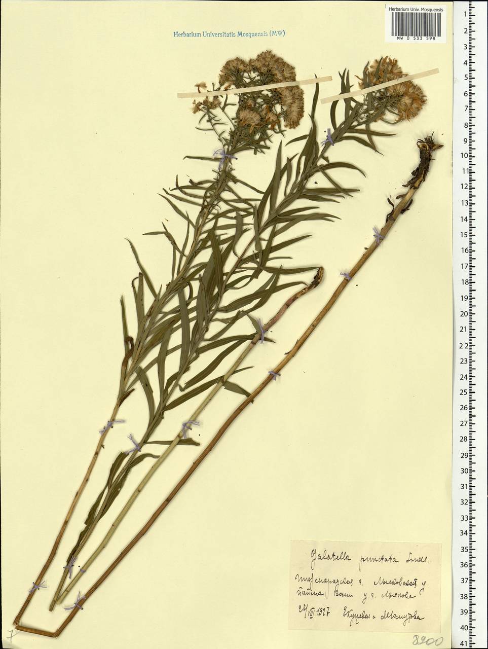 Galatella sedifolia subsp. sedifolia, Eastern Europe, Volga-Kama region (E7) (Russia)