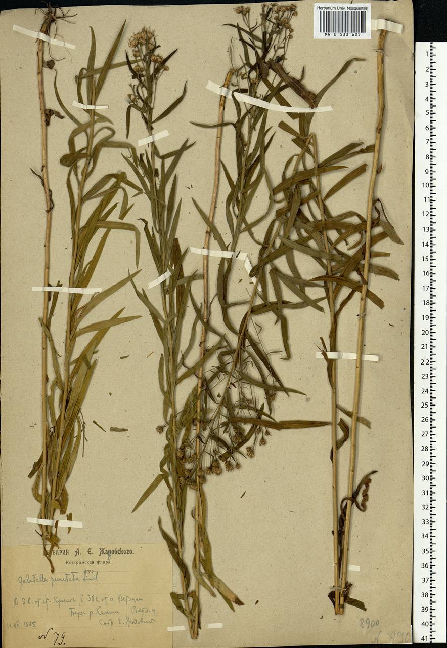 Galatella sedifolia subsp. sedifolia, Eastern Europe, Volga-Kama region (E7) (Russia)