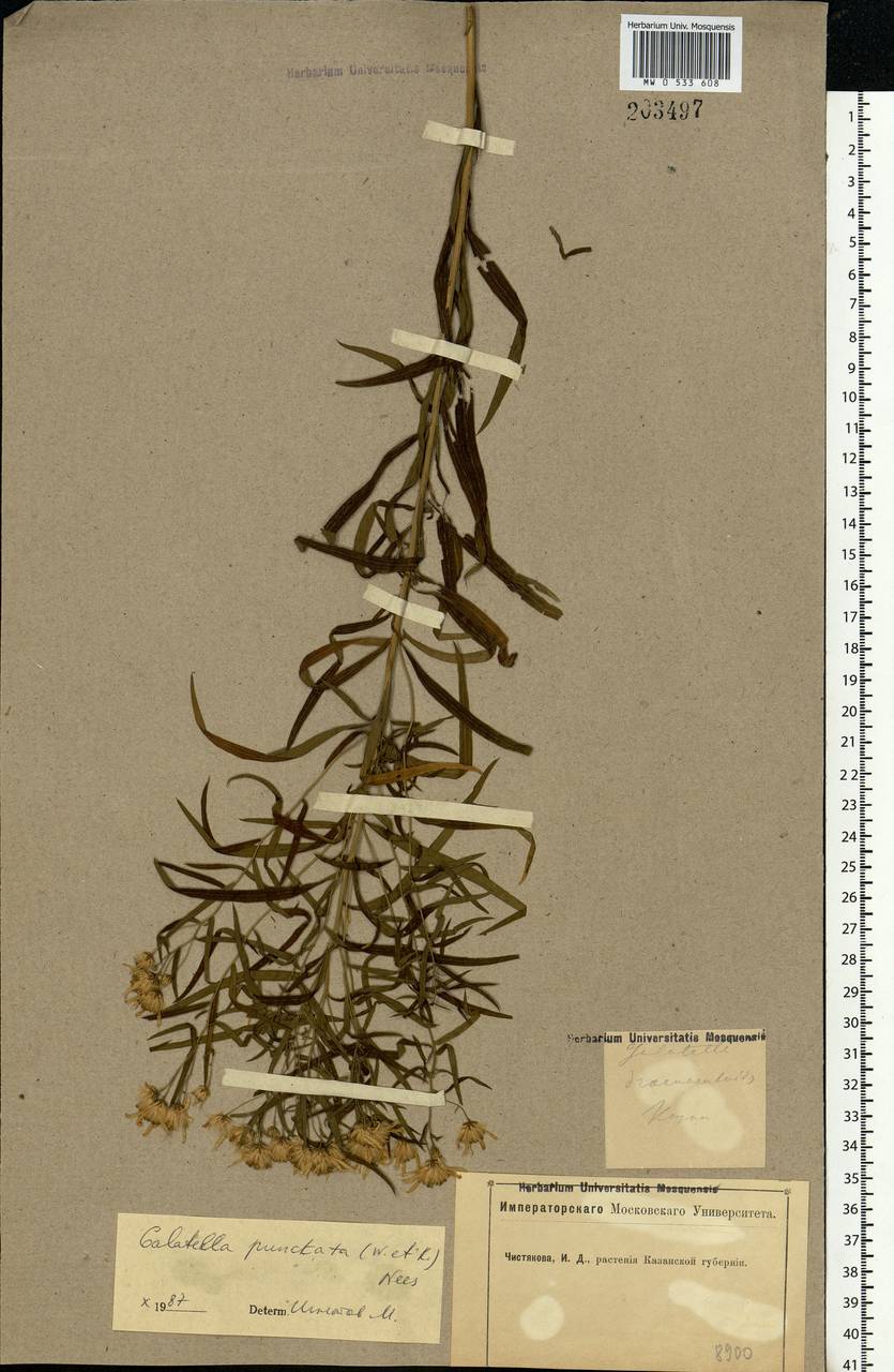 Galatella sedifolia subsp. sedifolia, Eastern Europe, Middle Volga region (E8) (Russia)